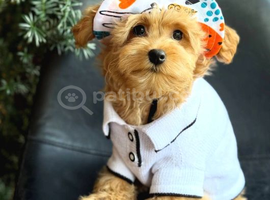 Kipkirmizi Red Toy Poodle Sevi̇mli̇ Yavrular görsel