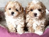 KAHVE TONLU MALTİPOO CİNSİ YAVRULAR