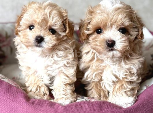 KAHVE TONLU MALTİPOO CİNSİ YAVRULAR