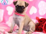 PUG MOPS YAVRULAR EV ÜRETİMİ