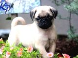 Pug Mops Yavrular Ev Üreti̇mi̇