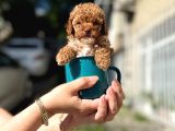 A kalite maltipoo yavrular