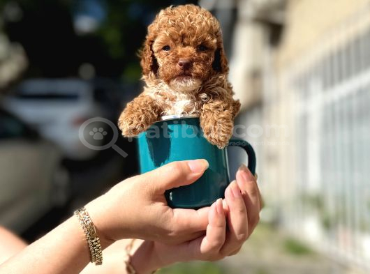 A kalite maltipoo yavrular