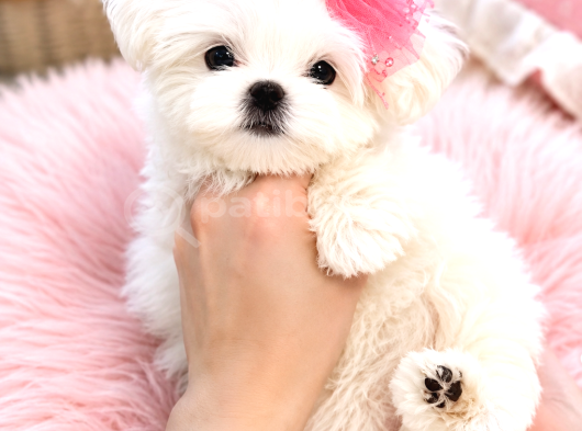 Orijinal Teacup Maltese Terrier bebeklerimiz