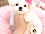 Kore Teacup Maltese Terrier bebeklerimiz