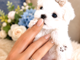 Orijinal Teacup Maltese Terrier Bebeklerimiz