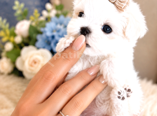Orijinal Teacup Maltese Terrier Bebeklerimiz görsel