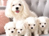 Orijinal Teacup Maltese Terrier Bebeklerimiz