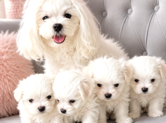 Orijinal Teacup Maltese Terrier Bebeklerimiz görsel