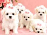 Orijinal Teacup Maltese Terrier Bebeklerimiz