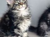Değerini Bilene Özel Xxl Maine Coon Bebeklerm
