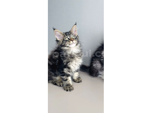Değerini Bilene Özel Xxl Maine Coon Bebeklerm görsel
