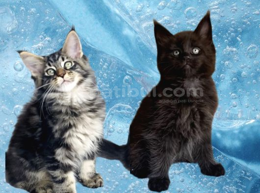Değerini bilene özel XXL MAINE COON bebeklerm