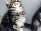 Değerini Bilene Özel Xxl Maine Coon Bebeklerm
