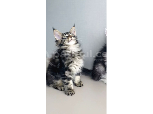 Değerini Bilene Özel Xxl Maine Coon Bebeklerm görsel