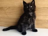 Değerini Bilene Özel Xxl Maine Coon Bebeklerm