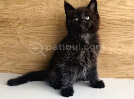 Değerini Bilene Özel Xxl Maine Coon Bebeklerm görsel