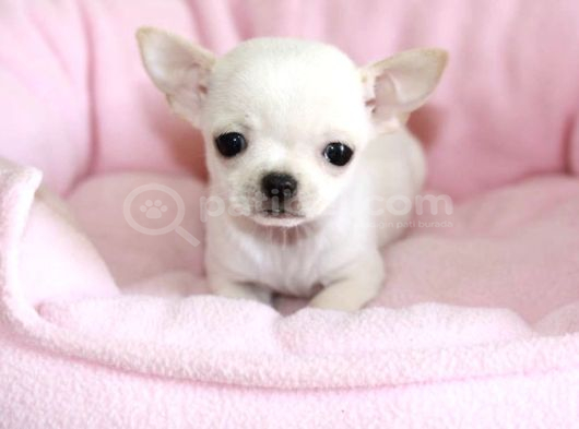 Elma Kafa Chihuahua