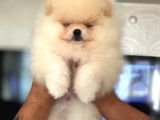Show Class Pomerani̇an Boo