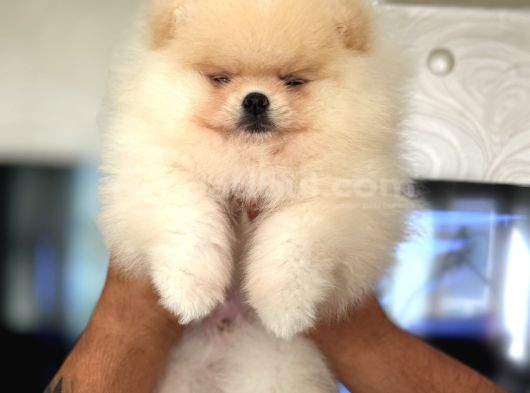 Show Class Pomerani̇an Boo görsel