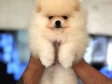 Show Class Pomerani̇an Boo