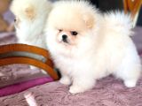 Show Class Pomerani̇an Boo