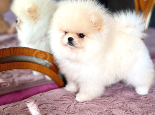 Show Class Pomerani̇an Boo görsel