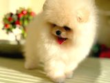 SHOW CLASS POMERANİAN BOO