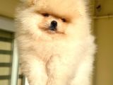 Show Class Pomerani̇an Boo