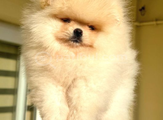Show Class Pomerani̇an Boo görsel
