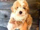 Çift Renk Özel Maltipoo Yavruları
