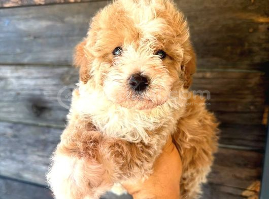 Çift Renk Özel Maltipoo Yavruları görsel