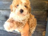 Çift Renk Özel Maltipoo Yavruları
