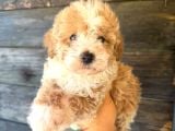 Çift renk özel maltipoo yavruları