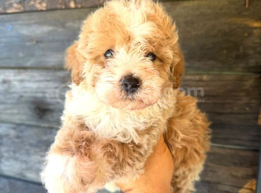 Çift renk özel maltipoo yavruları