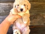 Çift Renk Özel Maltipoo Yavruları