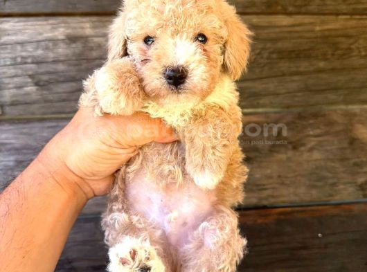 Çift Renk Özel Maltipoo Yavruları görsel