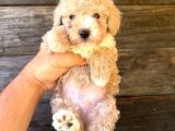 Çift Renk Özel Maltipoo Yavruları