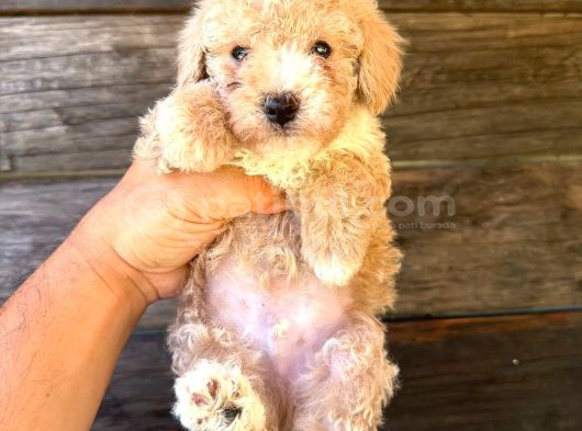 Çift Renk Özel Maltipoo Yavruları görsel