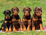 ANATOMİ HARİKASI DOBERMAN BEBEKLER