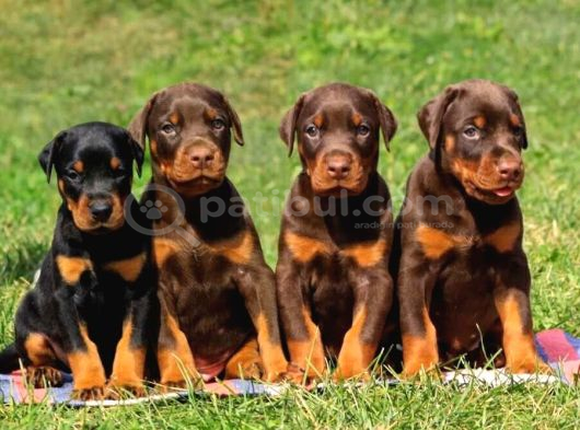 ANATOMİ HARİKASI DOBERMAN BEBEKLER