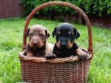 Anatomi̇ Hari̇kasi Doberman Bebekler