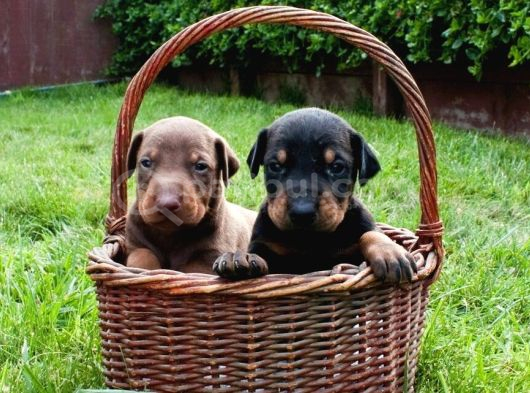 Anatomi̇ Hari̇kasi Doberman Bebekler görsel