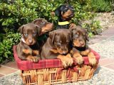 Anatomi̇ Hari̇kasi Doberman Bebekler
