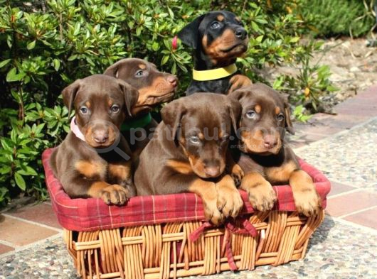 Anatomi̇ Hari̇kasi Doberman Bebekler görsel