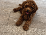 2 Aylık Safkan Koyu Kahverengi   Teacup Toy Poodle Yavr
