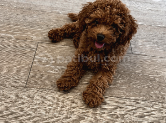2 Aylık Safkan Koyu Kahverengi   Teacup Toy Poodle Yavr görsel