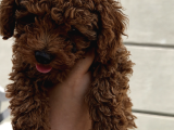 2 Aylık Safkan Koyu Kahverengi   Teacup Toy Poodle Yavr