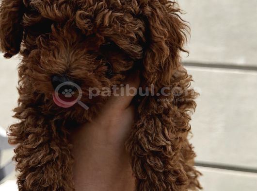 2 Aylık Safkan Koyu Kahverengi   Teacup Toy Poodle Yavr görsel