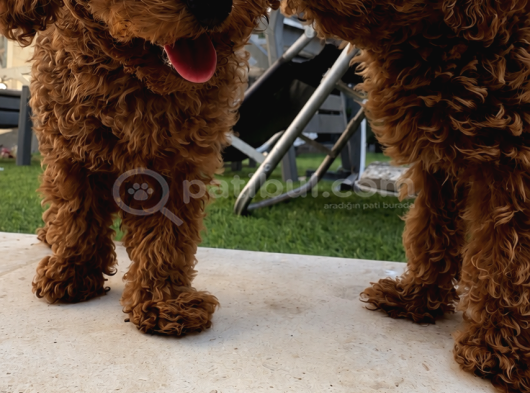 2 Aylık Safkan Koyu Kahverengi   Teacup Toy Poodle Yavr görsel